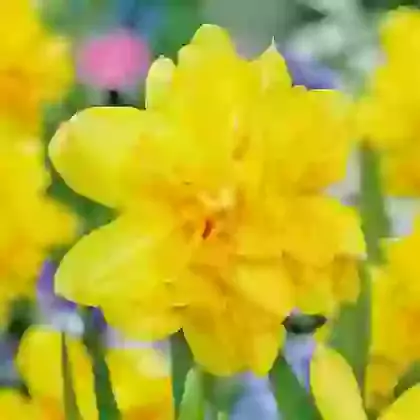Tete-Boucle